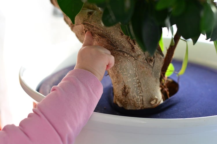 Pflanzen kindersicher machen - DIY