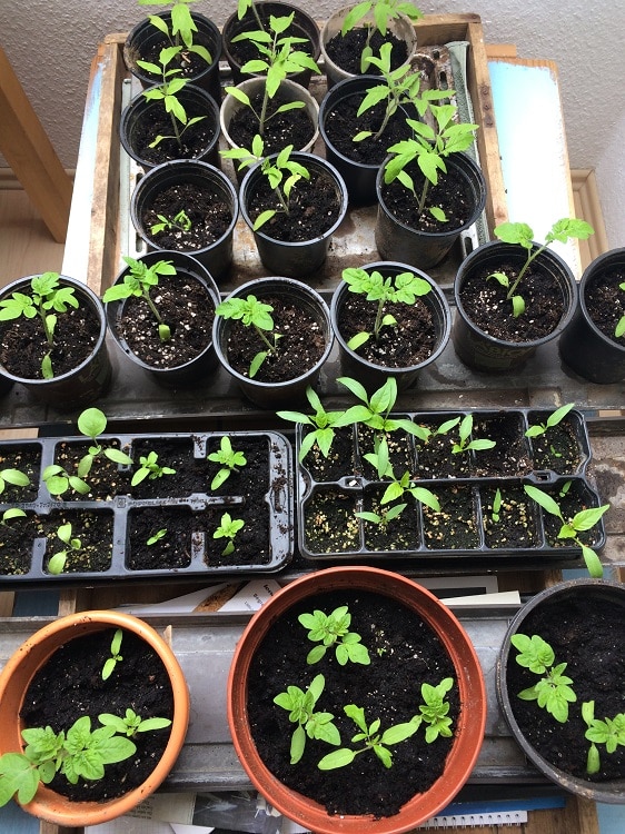 Die Tomatenpflanzen sind bereit für den Start der Saisongartensaison