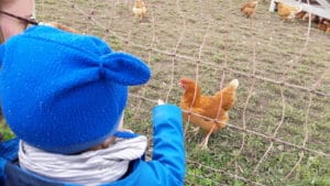 Auf dem Hofgut Oberfeld - Hühner anschauen - Wochenende in Bildern Ostern