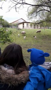 Mama, Baby und Schafe - positive Kindereigenschaften - Neugierde