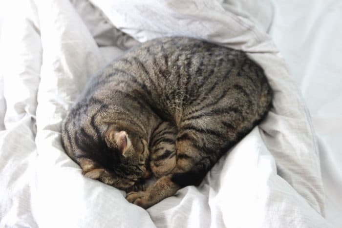 Europäische Kurzhaar Katze liegt eingekuschelt im großen XXL Familienbett - Kater Julien findet auch Platz im großen Bett