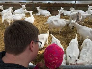 Der Bio Ziegenhof in Holland - De Mekkerstee ist ein tolles Ausflugsziel in Südholland für einen entspannten Tag als Familie mit Kindern