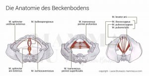 Die Anatomie des Beckenbodens - Übungen zur Stärkung von Beckenboden und Bauchmuskulatur nach der Schwangerschaft